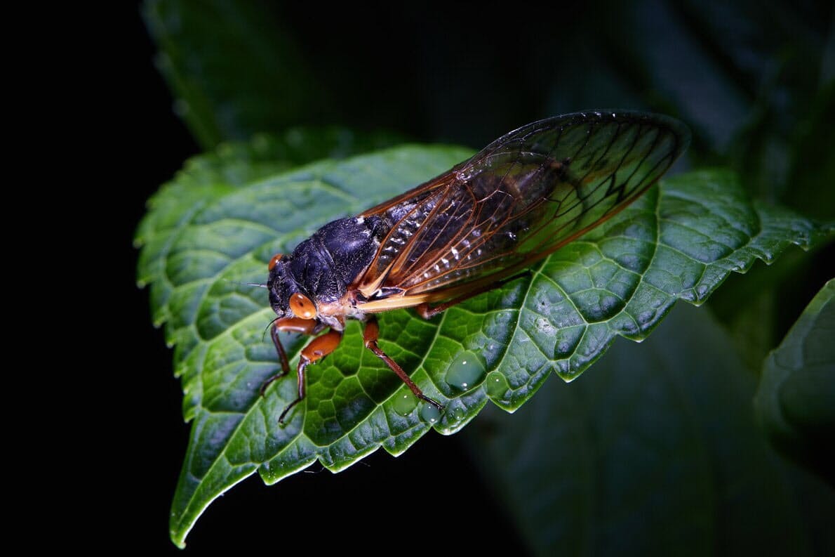 17年周期ゼミ大発生 食べる 遊ぶ 動物の意外な反応 Nikkei Style 17年周期ゼミ大発生 食べる 遊ぶ 動物の意外な反応 Nikkei Style
