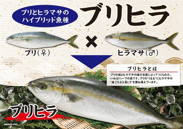 ベイシア ブリヒラ 販売 近大が開発ブリ ヒラマサ Nikkei Style ベイシア ブリヒラ 販売 近大が開発ブリ ヒラマサ Nikkei Style