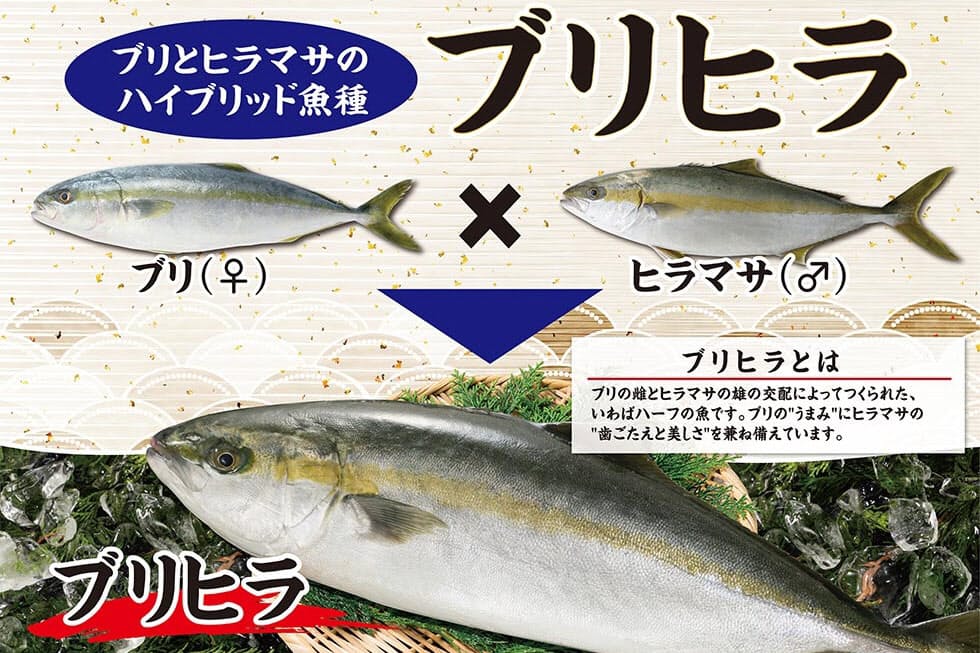 ベイシア ブリヒラ 販売 近大が開発ブリ ヒラマサ Nikkei Style ベイシア ブリヒラ 販売 近大が開発ブリ ヒラマサ Nikkei Style