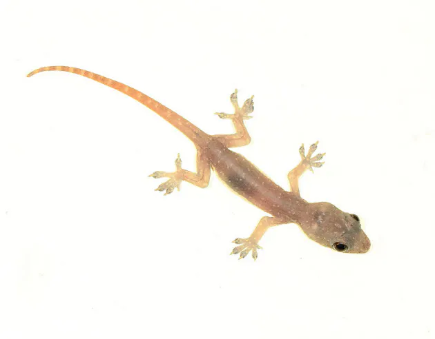 バイオリンに産卵 お母さんヤモリも情操教育 Nikkei Style バイオリンに産卵 お母さんヤモリも情操教育 Nikkei Style