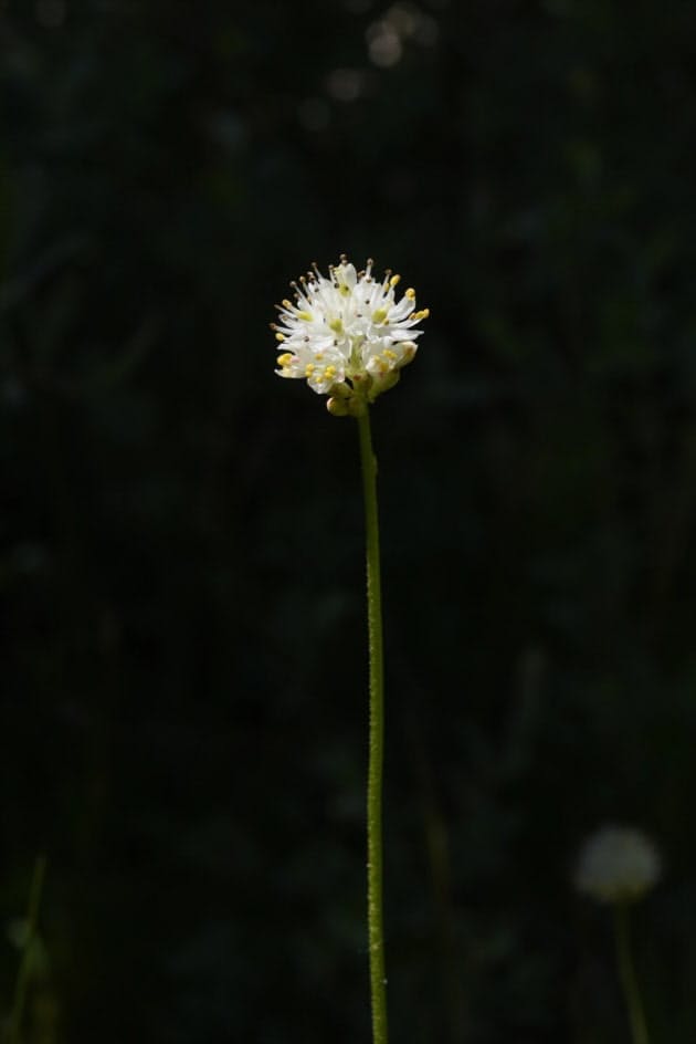 食虫植物の概念変える沼地の可憐な花草 ムシも油断 Nikkei Style 食虫植物の概念変える沼地の可憐な花草 ムシも油断 Nikkei Style