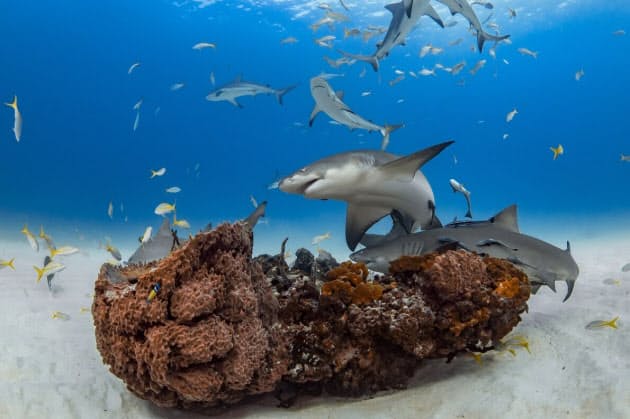 孤高でなかったサメ 友情を育み社交的 研究で判明 Nikkei Style 孤高でなかったサメ 友情を育み社交的 研究で判明 Nikkei Style