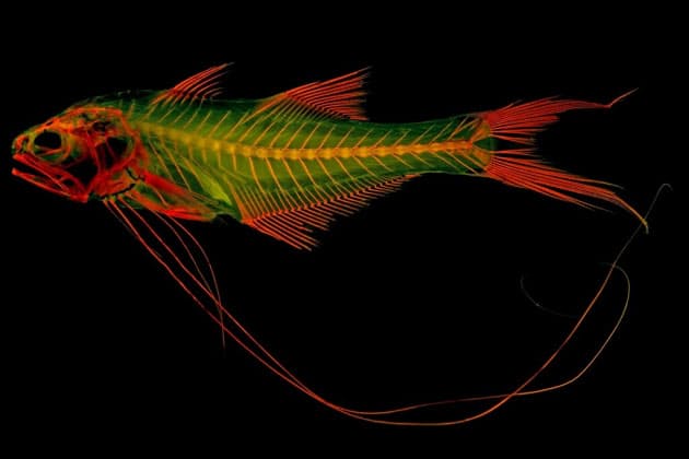 幻想的だけでない 偶然生まれた透明骨格写真への期待 Nikkei Style 幻想的だけでない 偶然生まれた透明骨格写真への期待 Nikkei Style