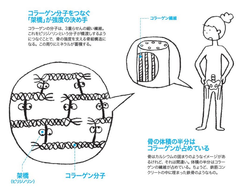 美肌だけじゃない 丈夫な骨作る立役者 コラーゲン Nikkei Style 美肌だけじゃない 丈夫な骨作る立役者 コラーゲン Nikkei Style