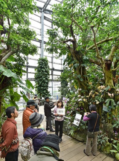 真冬でもぽかぽか 温室のある植物園 ベスト10 Nikkei Style 真冬でもぽかぽか 温室のある植物園 ベスト10 Nikkei Style