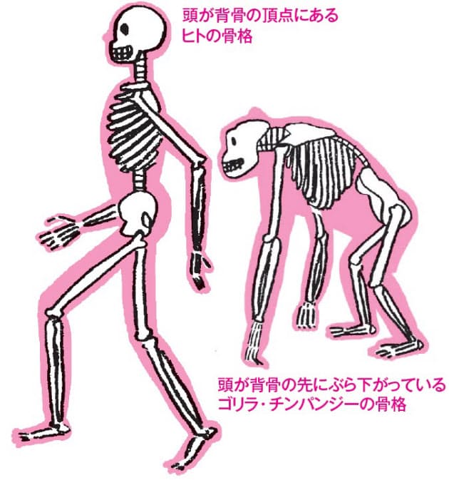 首こりの原因 背骨のしくみから解き明かす Nikkei Style 首こりの原因 背骨のしくみから解き明かす Nikkei Style