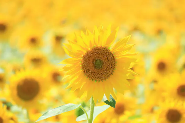 もし がんになったら 仕事と治療を両立する公的制度 Nikkei Style