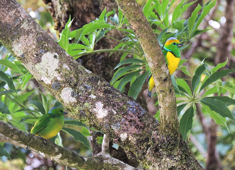 いつも妻を見守っている紳士な鳥とコスタリカの国鳥 Nikkei Style いつも妻を見守っている紳士な鳥とコスタリカの国鳥 Nikkei Style
