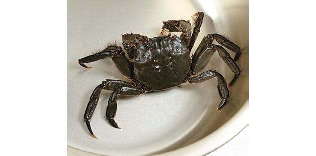 甘エビより甘い 猛者海老 希少なカニも取り寄せで Nikkei Style 甘エビより甘い 猛者海老 希少なカニも取り寄せで Nikkei Style