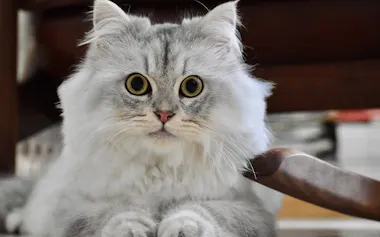 猫ニュース