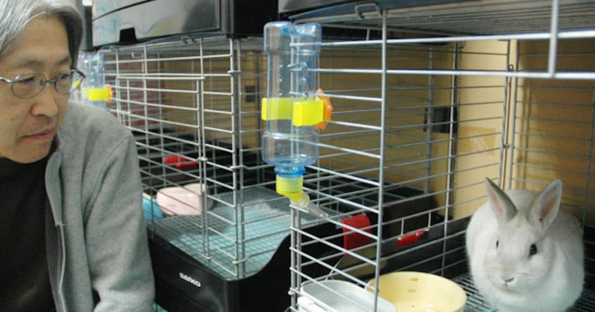 捨てウサギ続出 なつかない 医療費高い 日本経済新聞 捨てウサギ続出 なつかない 医療費高い 日本経済新聞