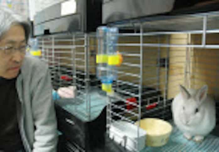 捨てウサギ続出 なつかない 医療費高い 日本経済新聞