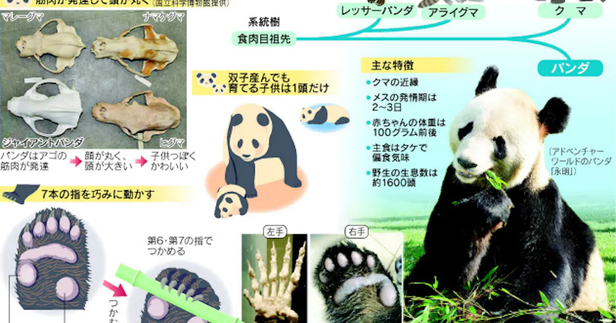 肉食獣なのに草食系 パンダの不思議な生態 日本経済新聞 肉食獣なのに草食系 パンダの不思議な生態 日本経済新聞