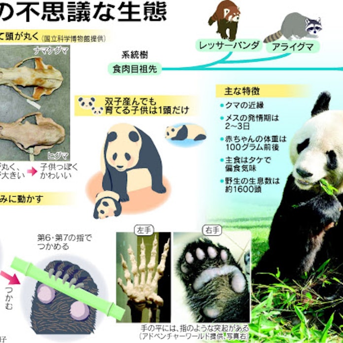 肉食獣なのに草食系 パンダの不思議な生態 日本経済新聞 肉食獣なのに草食系 パンダの不思議な生態 日本経済新聞