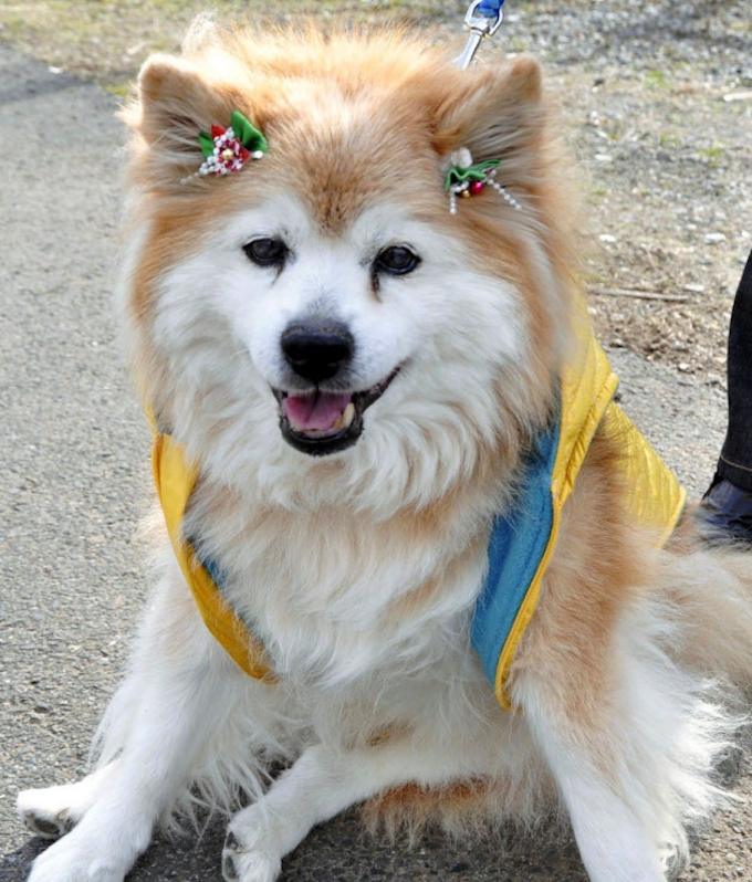世界一の長寿犬死ぬ ぷースケ 26歳9カ月 日本経済新聞