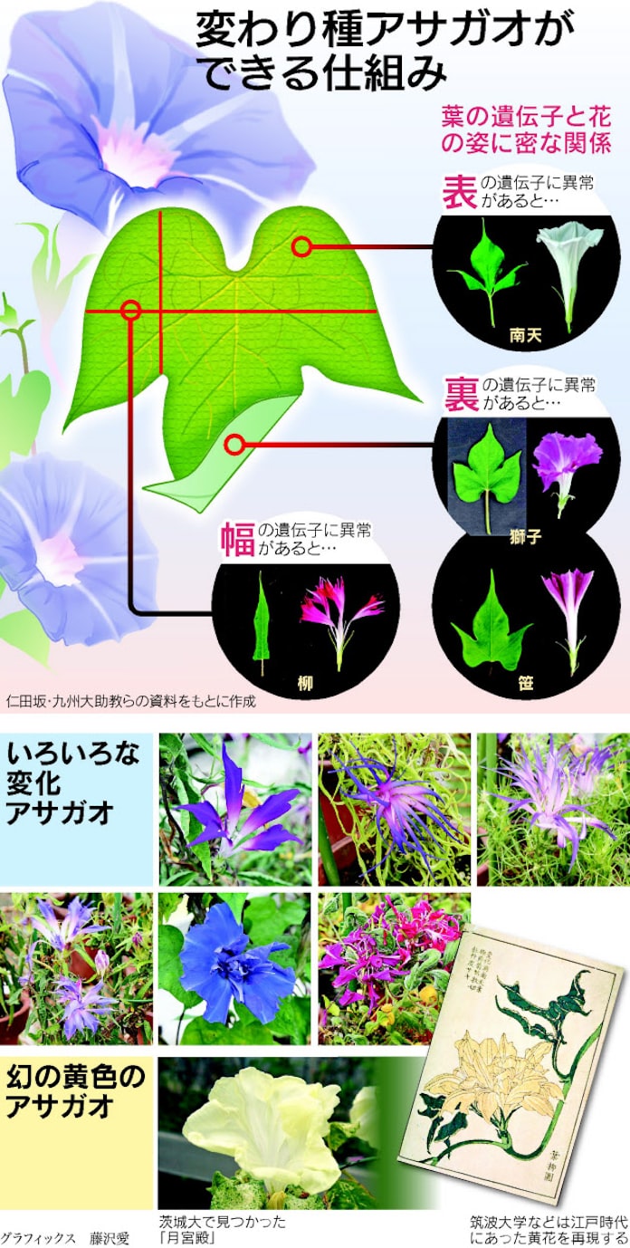 アサガオ 千変万化に迫る 日本経済新聞 アサガオ 千変万化に迫る 日本経済新聞
