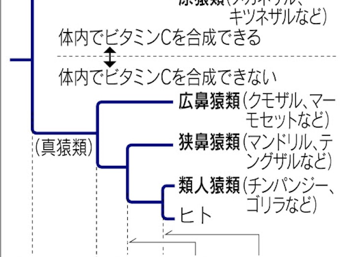 人 サルはビタミンc作れず 日本経済新聞 人 サルはビタミンc作れず 日本経済新聞