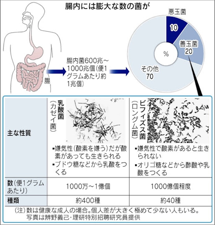 乳酸菌 ビフィズス菌 腸を整え体調維持 日本経済新聞 乳酸菌 ビフィズス菌 腸を整え体調維持 日本経済新聞