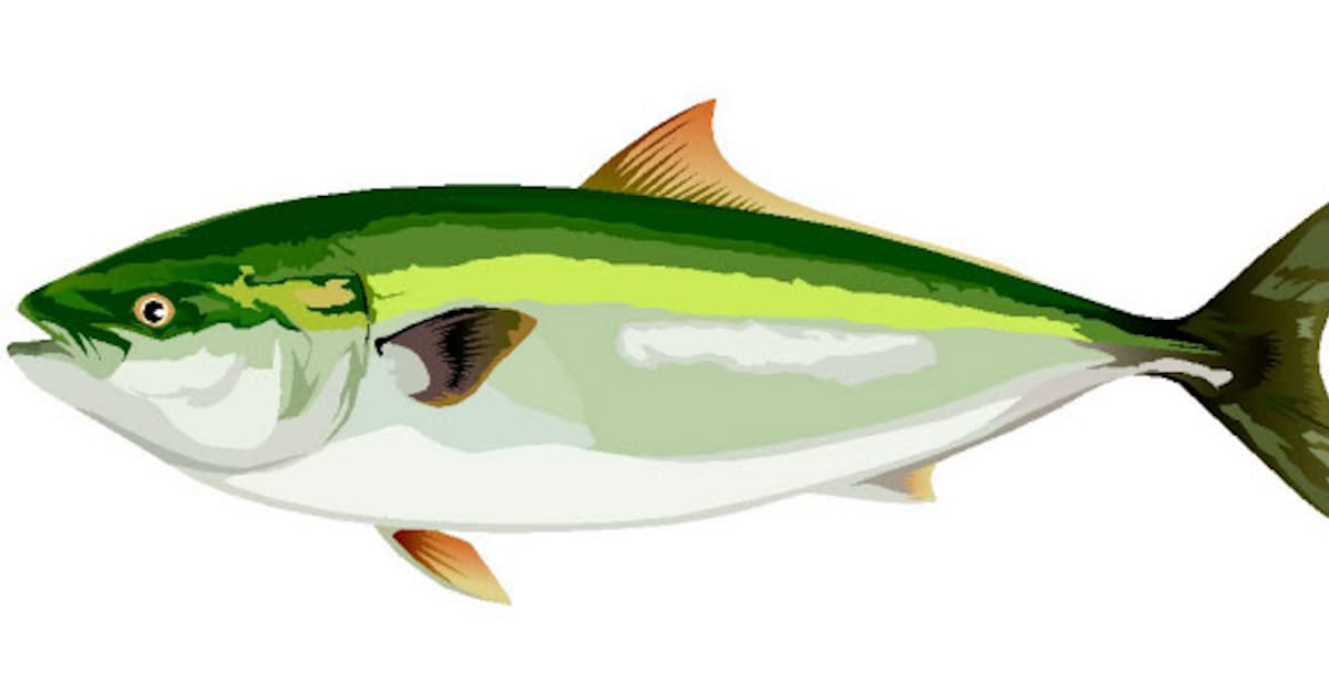 動機 カンパチ 出世魚 名前