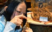 カマキリを観察する「虫ガール」の渥美さん（昨年11月、山梨県北杜市のオオムラサキセンター）