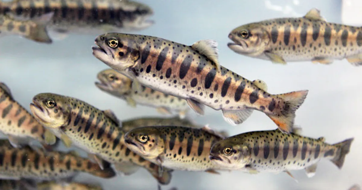 ニジマスを代理親にヤマメ 東京海洋大 日本経済新聞 ニジマスを代理親にヤマメ 東京海洋大 日本経済新聞