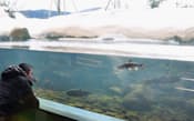 「山の水族館」で人気の、水面を凍らせた水槽（1月、北海道北見市）