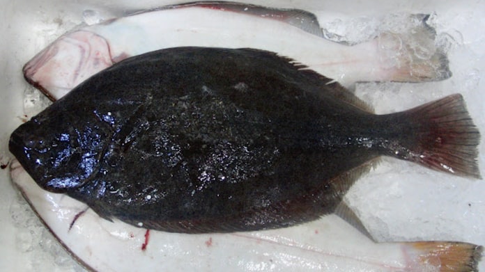 ヒラメ 卸値2割安く 日本経済新聞 ヒラメ 卸値2割安く 日本経済新聞