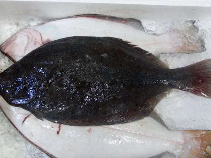 ヒラメ 卸値2割安く 日本経済新聞 ヒラメ 卸値2割安く 日本経済新聞