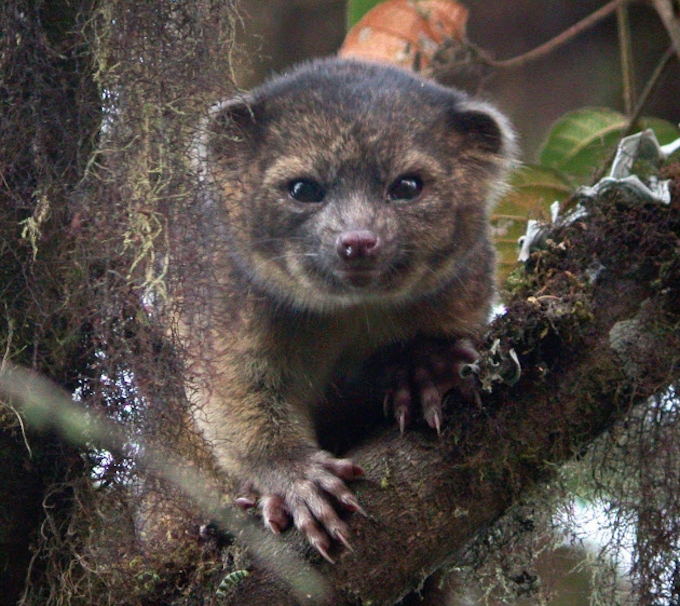 実は新種でした アライグマ科 米で認定 日本経済新聞