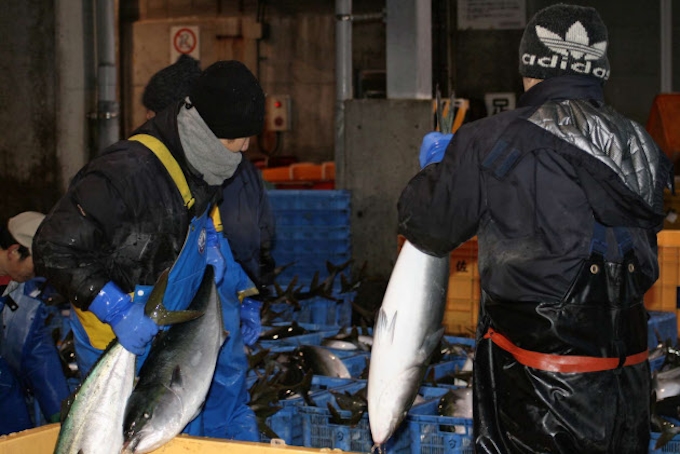 寒ブリ 水揚げ本格化 日本経済新聞