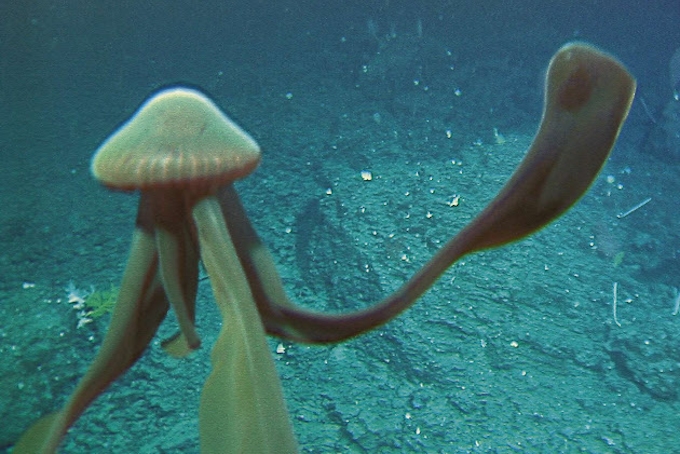 7 光に弱い ダイオウクラゲ 日本経済新聞