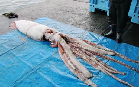 伝説の怪物 発見相次ぐ 写真で見るダイオウイカ 日本経済新聞