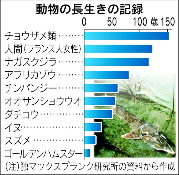 長寿動物 なお謎多く 日本経済新聞