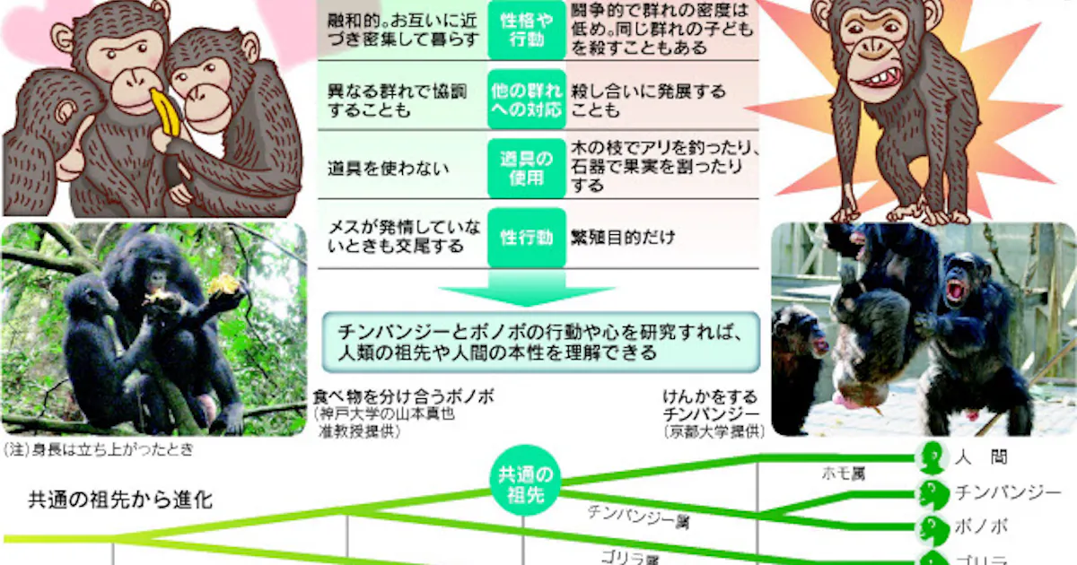 友愛のサル ボノボ に脚光 日本経済新聞