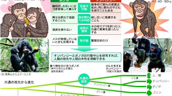 友愛のサル ボノボ に脚光 日本経済新聞 友愛のサル ボノボ に脚光 日本経済新聞