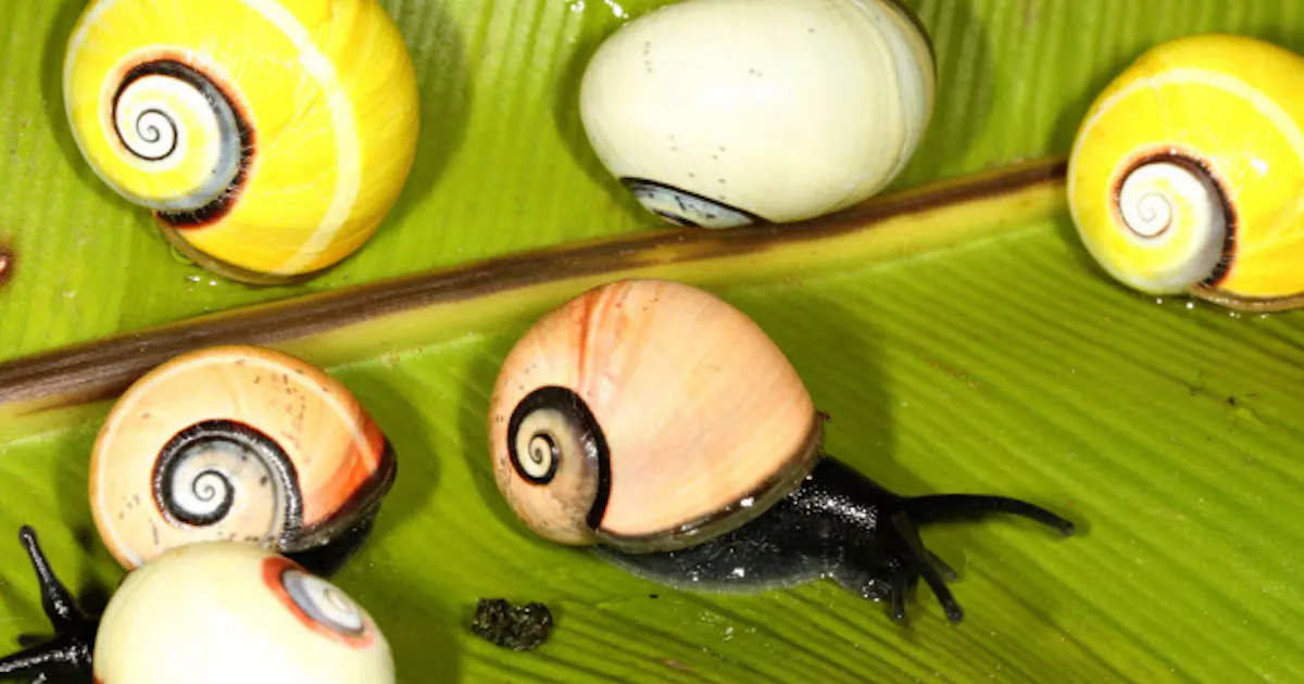 世界一美しい カタツムリ 日本経済新聞 世界一美しい カタツムリ 日本経済新聞