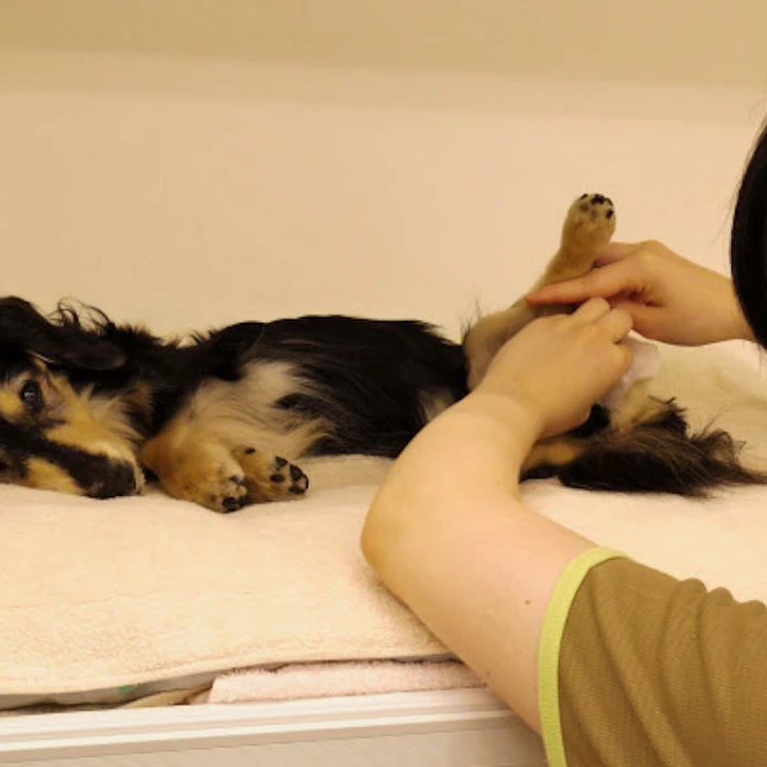 老犬ホーム 広がる 日本経済新聞