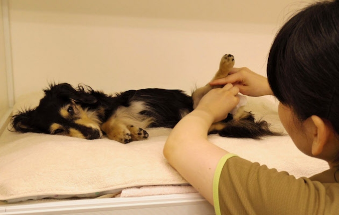 老犬ホーム 広がる 日本経済新聞