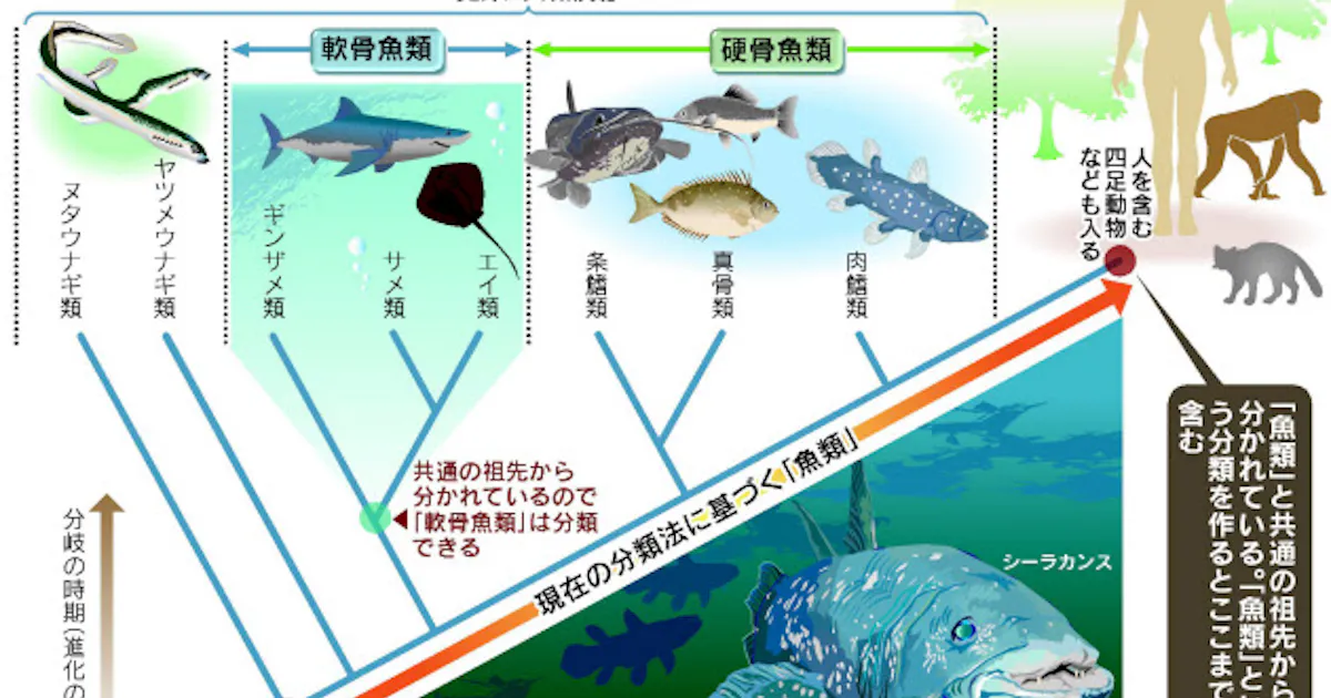 ヒトは魚類 変わる分類法 日本経済新聞 ヒトは魚類 変わる分類法 日本経済新聞
