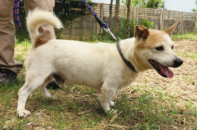 育て大東犬 大奮闘 日本経済新聞