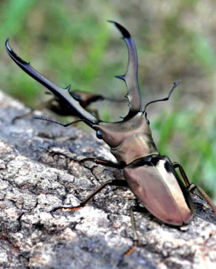 クワガタ雌雄差 生み出す遺伝子 日本経済新聞