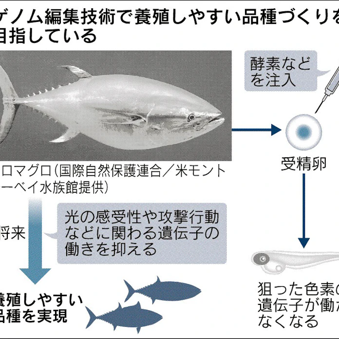 ゲノム編集でマグロやウシ 育てやすく 日本経済新聞