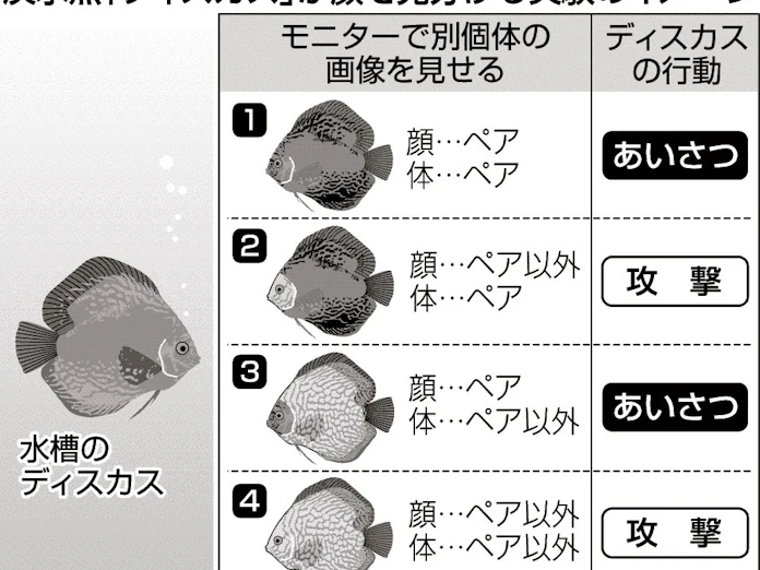 魚も顔の違い分かる 日本経済新聞 魚も顔の違い分かる 日本経済新聞
