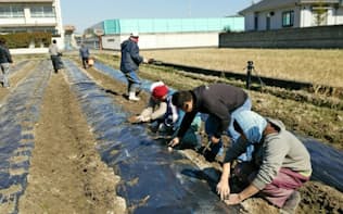 耕作放棄地を活用した畑でジャガイモを植える作業をする施設の障害者たち（松山市）
