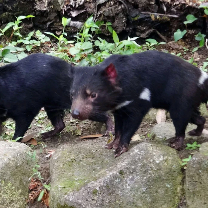 タスマニアデビル公開 多摩動物公園 アジアで唯一 日本経済新聞 タスマニアデビル公開 多摩動物公園 アジアで唯一 日本経済新聞