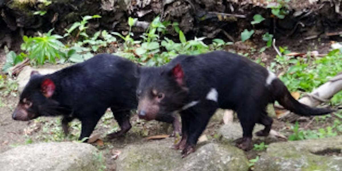 タスマニアデビル公開 多摩動物公園 アジアで唯一 日本経済新聞