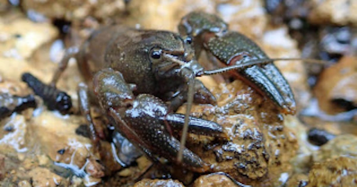 希少ニホンザリガニの生息 水中のdna分析で確認 日本経済新聞