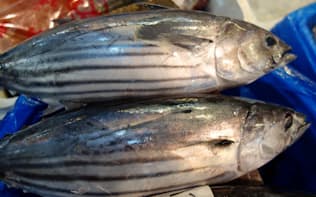 カツオ生態の謎 味の素が探る 資源保全へ 日本経済新聞 カツオ生態の謎 味の素が探る 資源保全へ 日本経済新聞