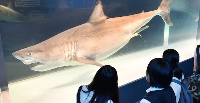 大迫力のサメに来場者興味津々 海のハンター展 開幕 日本経済新聞