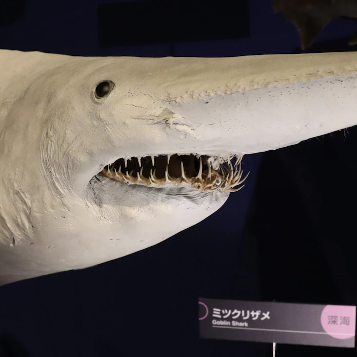 海のハンター 3 悪魔のサメ 顎出し獲物パクリ 日本経済新聞 海のハンター 3 悪魔のサメ 顎出し獲物パクリ 日本経済新聞